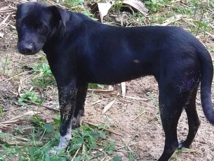 Cachorro ra a Não definida  idade 7 a 11 meses nome Black