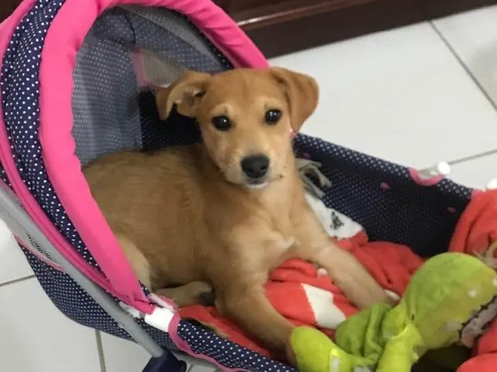 Cachorro ra a SDR idade 2 a 6 meses nome Nala 