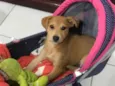 Nala 