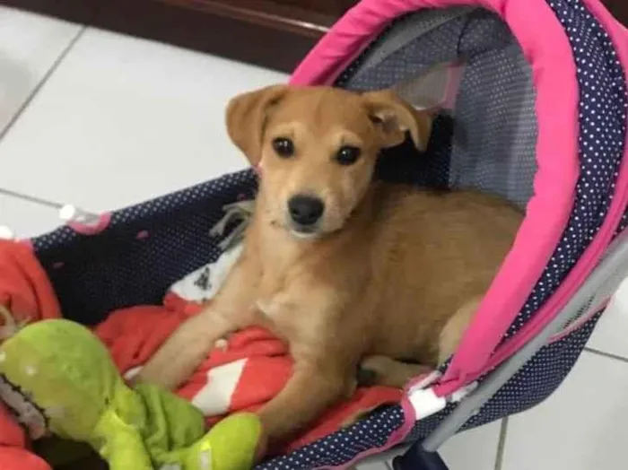 Cachorro ra a SDR idade 2 a 6 meses nome Nala 