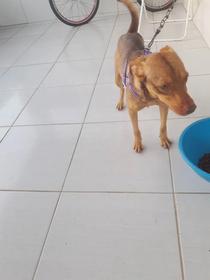 Cachorro ra a Vira lata idade 1 ano nome Estrela 