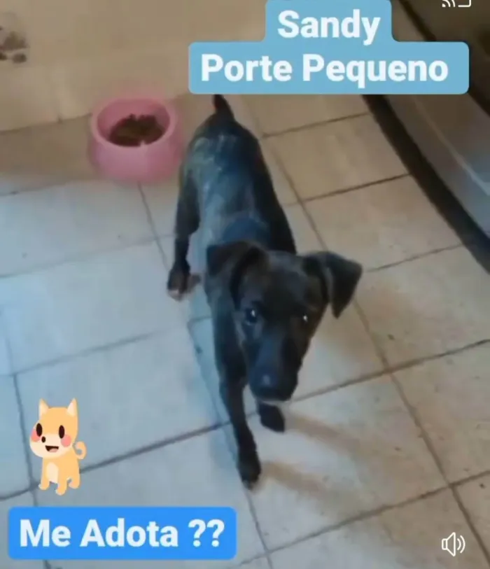 Cachorro ra a SRD idade 7 a 11 meses nome Sandy