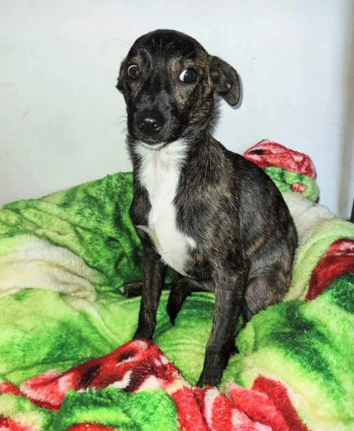 Cachorro ra a SRD idade 7 a 11 meses nome Sandy