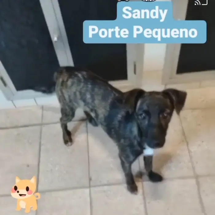 Cachorro ra a SRD idade 7 a 11 meses nome Sandy