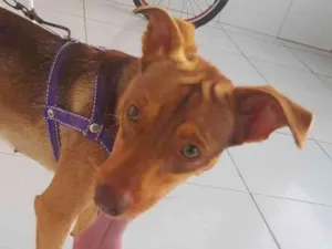 Cachorro raça Vira lata idade 1 ano nome Estrela 