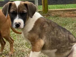 Cachorro raça SRD idade 2 a 6 meses nome Joana