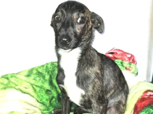 Cachorro raça SRD idade 7 a 11 meses nome Sandy