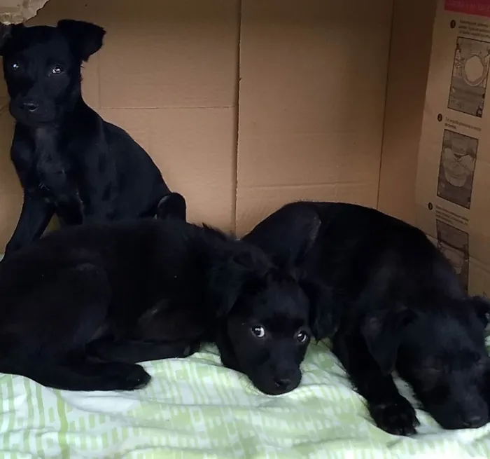 Cachorro ra a Vira lata  idade Abaixo de 2 meses nome Não tem nome 