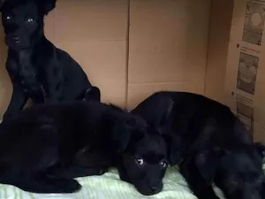 Cachorro raça Vira lata  idade Abaixo de 2 meses nome Não tem nome 