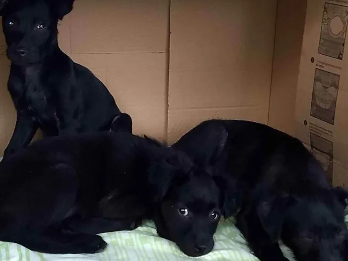 Cachorro ra a Vira lata  idade Abaixo de 2 meses nome Não tem nome 