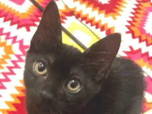 Gato raça Srd idade 2 a 6 meses nome Grego e Margot