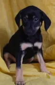 Cachorro raça SRD idade 2 a 6 meses nome Sem Nome