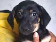 Cachorro raça SRD idade 2 a 6 meses nome Sem Nome