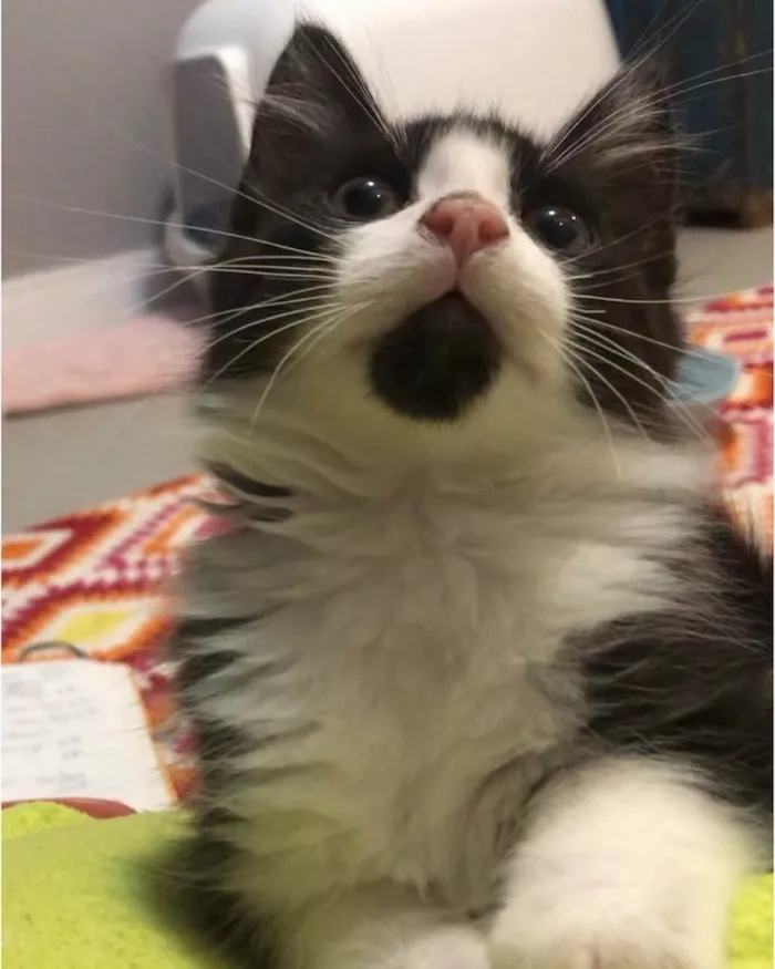 Gato ra a Srd  idade 2 a 6 meses nome Miguelito 