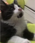 Miguelito 
