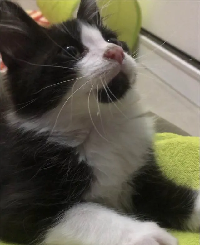 Gato ra a Srd  idade 2 a 6 meses nome Miguelito 