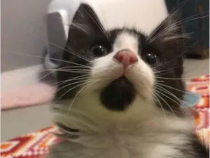 Gato raça Srd  idade 2 a 6 meses nome Miguelito 