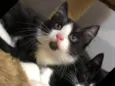 Miguelito 