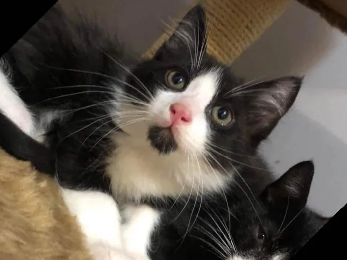 Gato ra a Srd  idade 2 a 6 meses nome Miguelito 