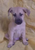 Cachorro raça SRD idade 2 a 6 meses nome Sem Nome