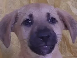 Cachorro raça SRD idade 2 a 6 meses nome Sem Nome