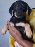 Cachorro raça SRD  idade 2 a 6 meses nome Sem Nome