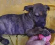Cachorro raça SRD idade 2 a 6 meses nome Sem Nome