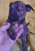 Cachorro raça SRD idade 2 a 6 meses nome Sem Nome