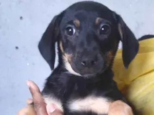 Cachorro raça SRD  idade 2 a 6 meses nome Sem Nome