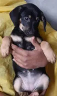 Cachorro raça SRD  idade 2 a 6 meses nome Sem Nome
