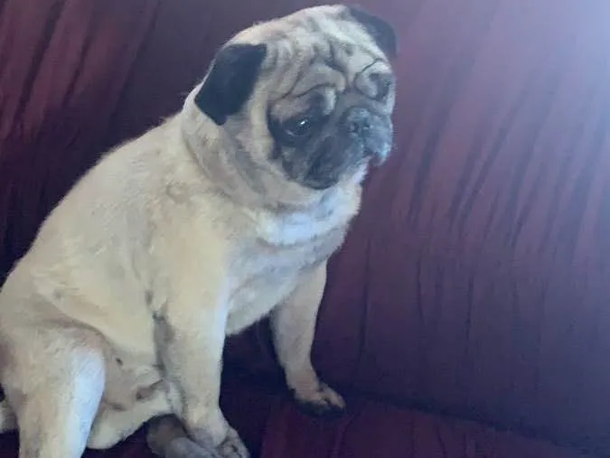 Cachorro ra a Pug idade 6 ou mais anos nome MIB