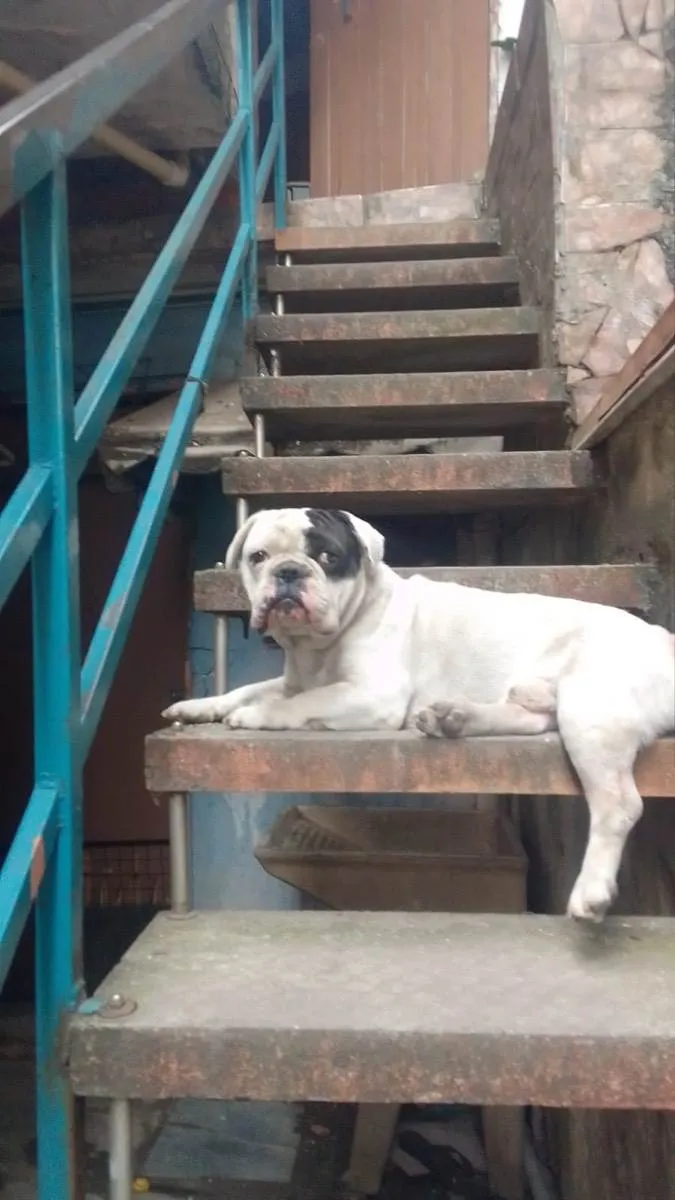 Cachorro ra a Buldogue francês  idade 2 anos nome Thor