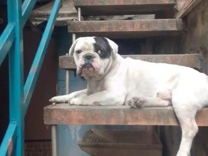 Cachorro ra a Buldogue francês  idade 2 anos nome Thor
