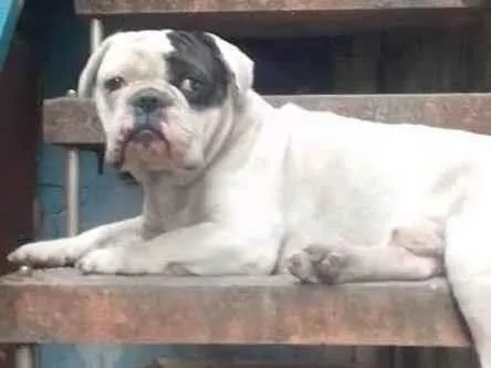 Cachorro ra a Buldogue francês  idade 2 anos nome Thor