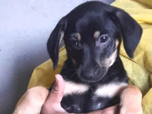 Cachorro raça SRD  idade 2 a 6 meses nome Sem Nome