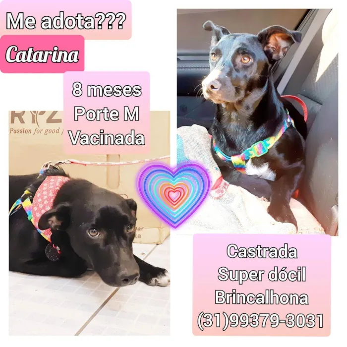 Cachorro raça SRD idade 7 a 11 meses nome Catarina