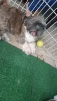 Niko