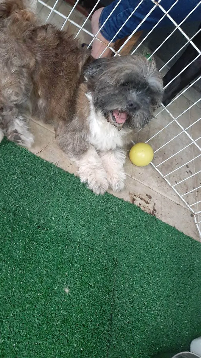 Cachorro raça Shitzu idade 3 anos nome Niko
