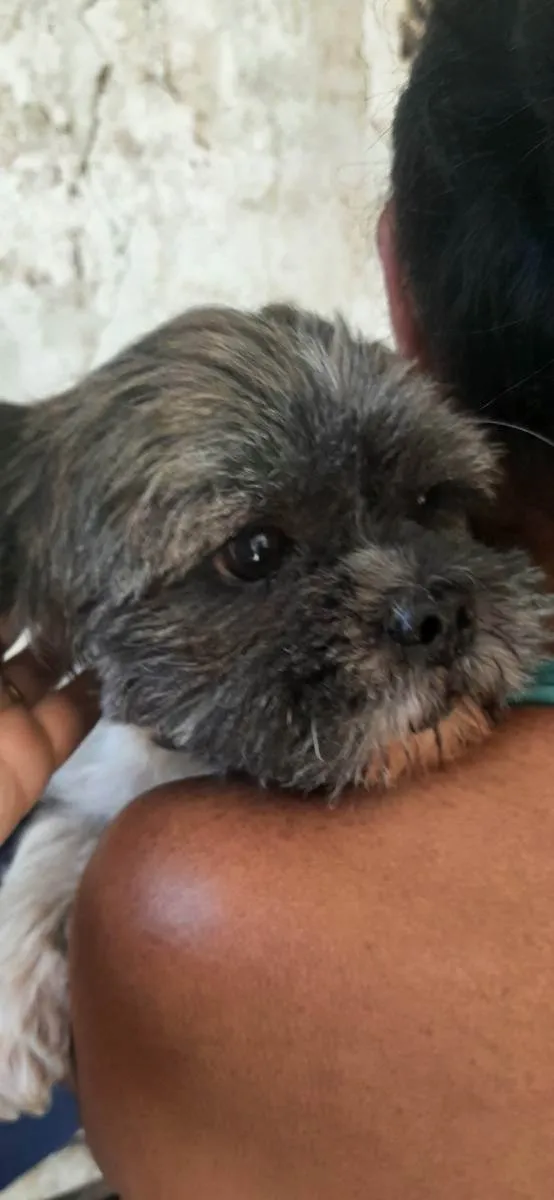Cachorro raça Shitzu idade 3 anos nome Niko
