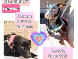 Cachorro raça SRD idade 7 a 11 meses nome Catarina