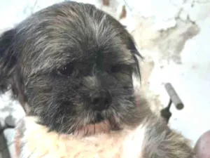 Cachorro raça Shitzu idade 3 anos nome Niko