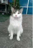 FIONA