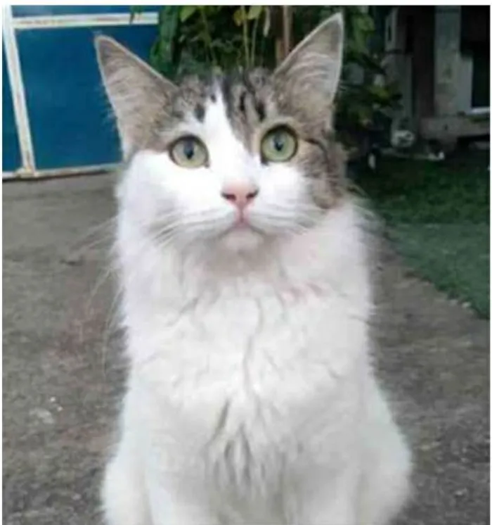 Gato ra a srd tricolor idade 1 ano nome FIONA