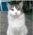 FIONA