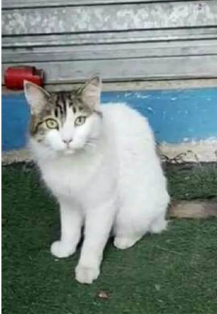 Gato ra a srd tricolor idade 1 ano nome FIONA