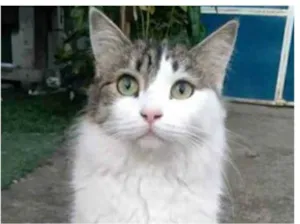 Gato raça srd tricolor idade 1 ano nome FIONA