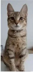 Gato raça srd tigradinha idade 7 a 11 meses nome LEONA