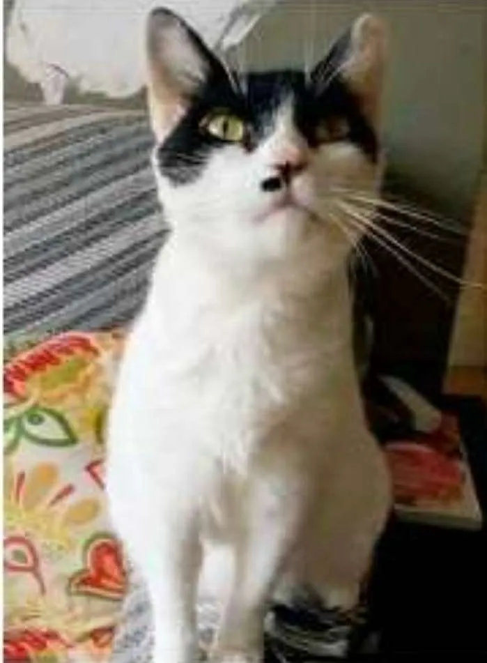 Gato ra a srd tricolor idade 2 anos nome ATHENA