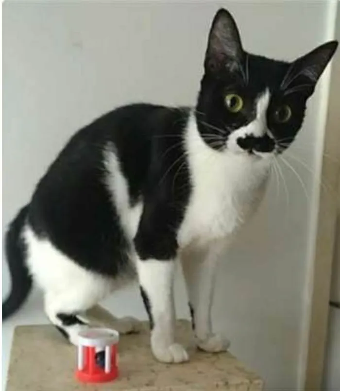 Gato ra a srd frajolinha  idade 2 anos nome CHAYENE