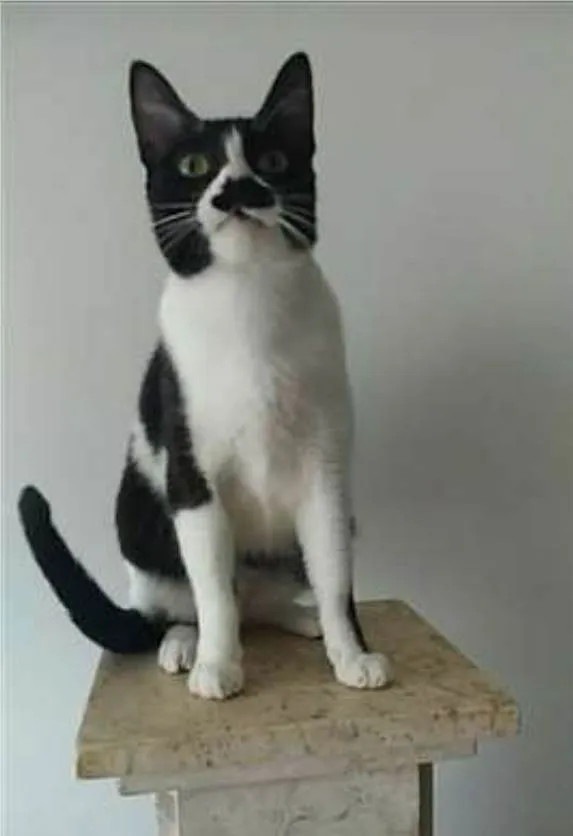 Gato ra a srd frajolinha  idade 2 anos nome CHAYENE